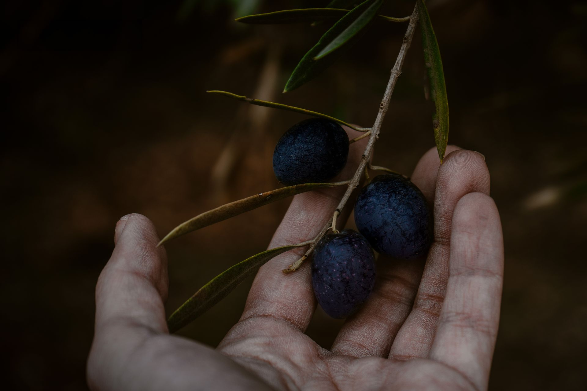 Aceituna sobre mano