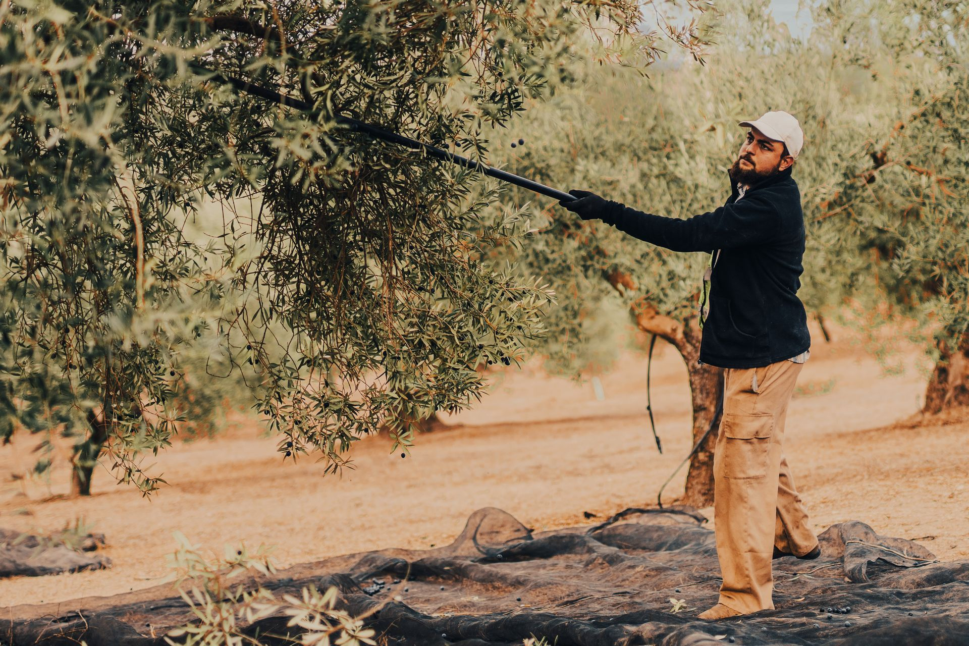 Hombre recogiendo aceituna